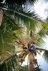 山人攀爬椰子树东南的农业亚人泰兰坎波迪亚菲利普斯图片