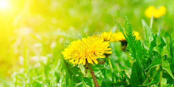 绿地有黄色花朵和太阳关闭地面上的黄色春花图片