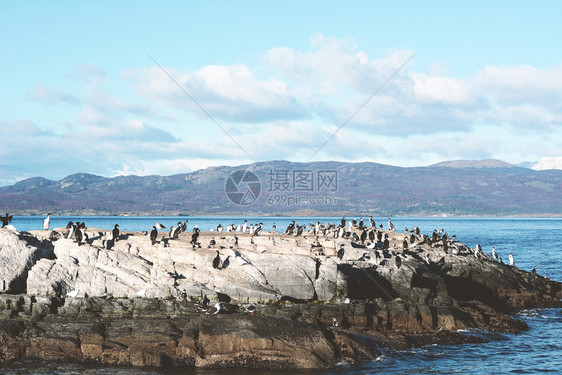 一群海豹和狮在beagl频道靠近我们怀亚德弗埃戈阿根廷的海豹和狮图片