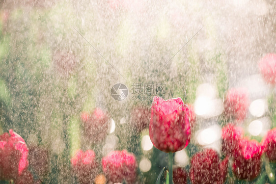 紧贴着雨滴背景的郁金香花图片