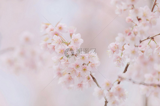 樱花粉红樱在粉红背景的樱桃树枝上图片
