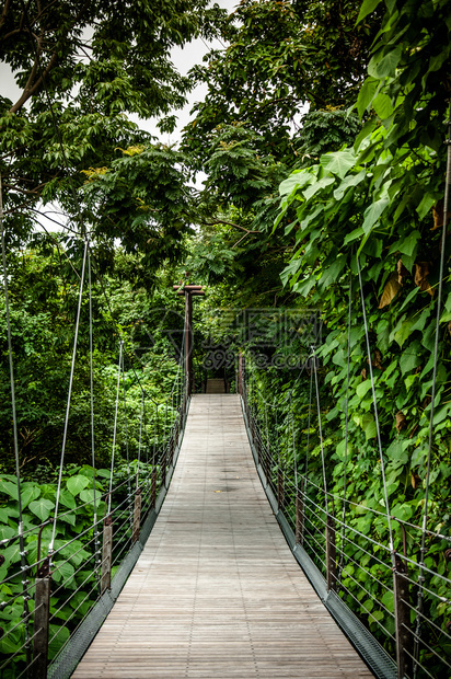 雨林桥吊萨穆伊岛泰河图片