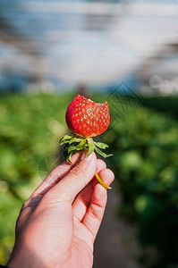草莓农场在南朝鲜的汉城图片