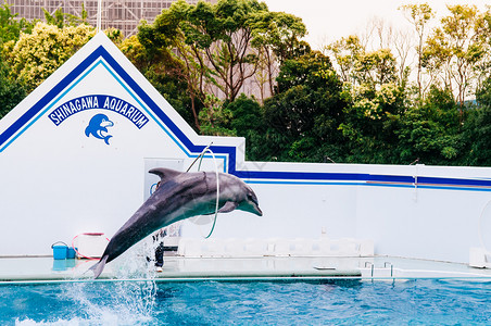 2014年6月25日014Shinagw东京日本shinagw水族馆海豚展东京地区最著名的水族馆和海洋学习Musem图片