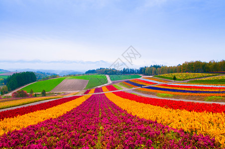 花地多彩草野北海道日本图片