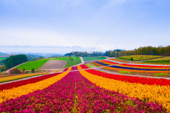 花地多彩草野北海道日本图片