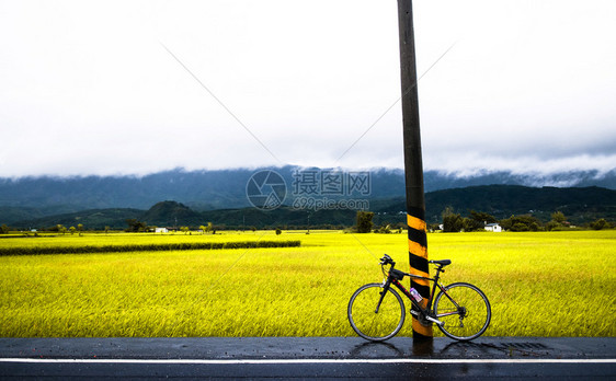 下完雨后在chisangtiungaiwn骑自行车和稻田图片