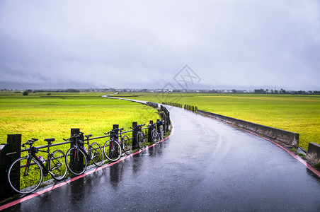 下完雨后在chisangtiungaiwn骑自行车和稻田图片