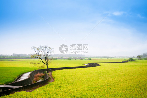 下完雨后在chisangtiungaiwn骑自行车和稻田图片