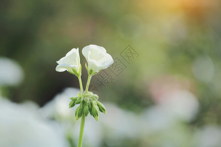 紧闭的白花朵图片