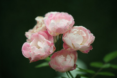 紧闭的花朵绿色玫瑰纹理高清图片