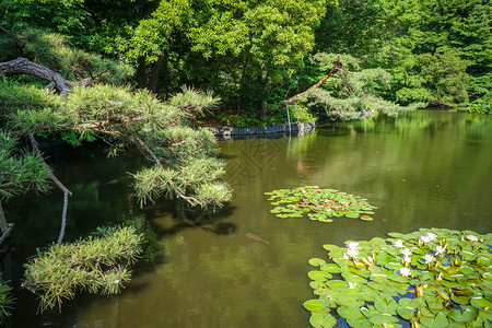 在迈吉金花园池塘yogi公园东京雅潘yogi公园池塘日本图片
