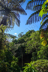 新泽西雨林中的巨生新西兰雨林图片