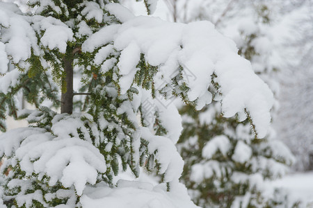 蓝色云杉的树枝在降雪期间被大量的雪覆盖靠近图片