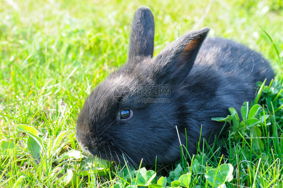 绿色草原上的小兔子是复活节的象征图片