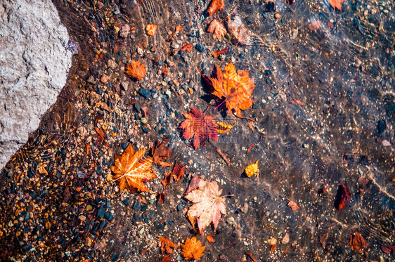 秋天的叶子在水下秋天的叶子在日本图片
