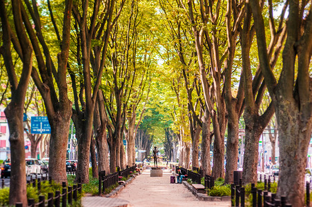 日本仙台市的榆树高清图片