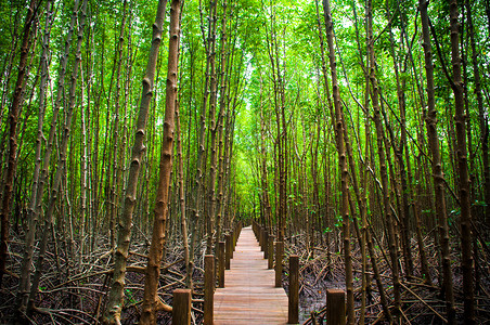 沙兰红树林中的和绿中的木质大道图片素材