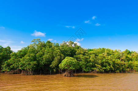 在泰国雨季的红树林和黄色河流图片