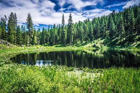 森林航拍在森林中的湖泊蓝天背景