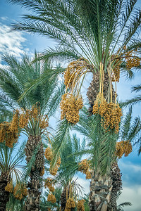 蓝天空背景的果子棕榈树图片