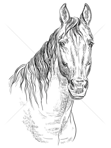白色背景上孤立的单色颜马头矢量手绘图示
