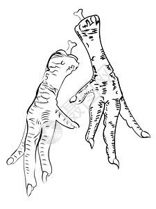 鸡脚筋插画