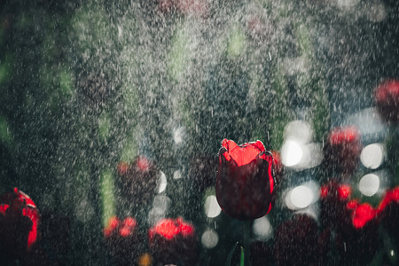 深绿色背景的雨滴红郁金香图片