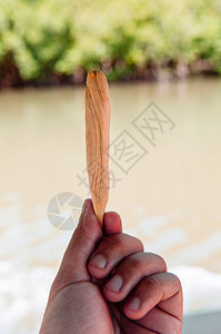 象亚洲风格的木棍在人手中形成甜甘蔗图片