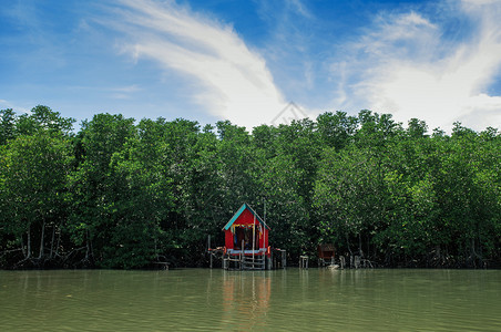 在泰河热带红树林沼泽中充满绿麦树的红色圣迹环绕着长青绿的自然河流景观图片