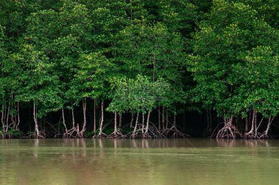 塔伊兰热带红树林沼泽中长青绿的自然河流景观图片