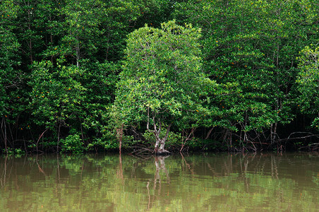 塔伊兰热带红树林沼泽中长青绿的自然河流景观图片