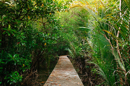 沙伊兰热带红树林沼泽中长青绿色生态自然足迹带有异国树和根复合物图片