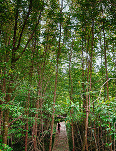 act32018trahilnd泰兰热带红树林沼泽中超级大马格尔树在自然足迹上旅游长青红树林图片