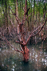 拥有异国树和根的海地热带红树林沼泽和根地复杂图片