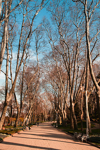Gulhane公园Istanbul最古老的公共园冬季时间和美丽的树木图片