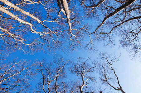 冬季无叶树在格勒哈内公园伊斯坦布尔最古老的公园对天空开图片