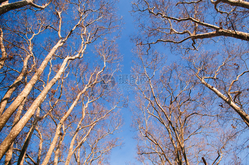 冬季无叶树在格勒哈内公园伊斯坦布尔最古老的公园对天空开图片
