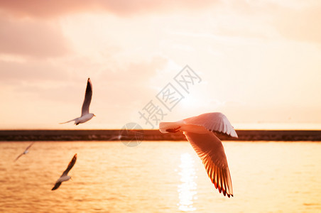 日落时飞行的海鸥图片
