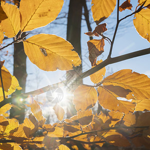下秋叶和黄地内门用附近的杜茨新温伯森林的阳光图片