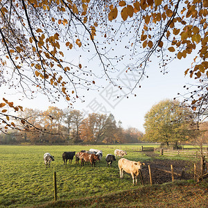 清晨秋天草原上绿地和牛肉图片