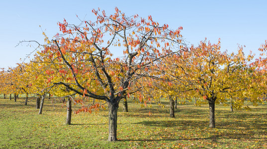 秋天樱桃园树的上彩色叶子秋天在乌特勒支省霍兰的奥地克附近图片