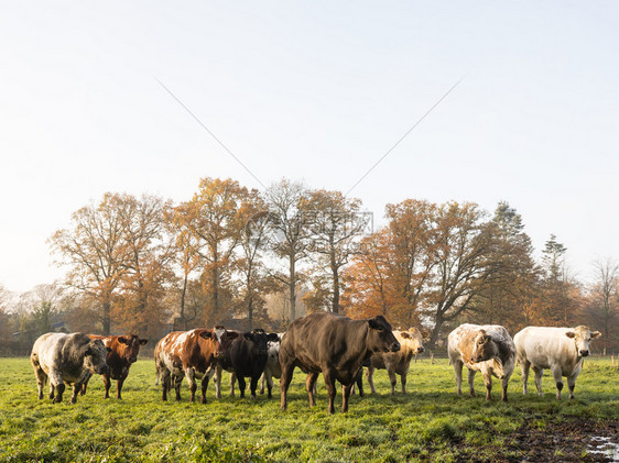 清晨秋天草原上绿地和牛肉图片