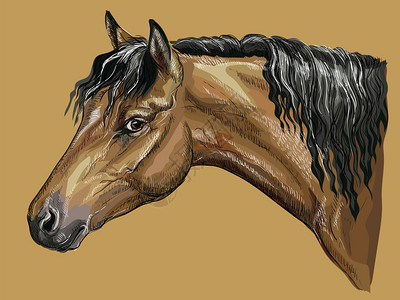 Baywelsh小马的彩色手画肖像马头在剖面中长羽毛孤立的矢量手画在蜜色背景上插图图片
