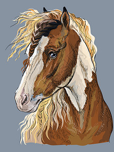 色彩多的针线马手画肖像马头在剖面中以灰色背景绘制孤立的矢量手图图片