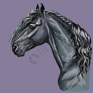 彩色手绘薯条马的画像头在剖面中的孤立矢量手绘紫背景图示图片