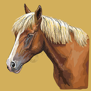 马的彩色手画肖像马头在剖面中的孤立矢量黄色背景上的画图图片