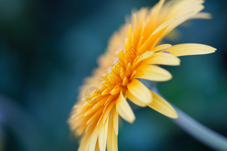 橙色花椰菊图片