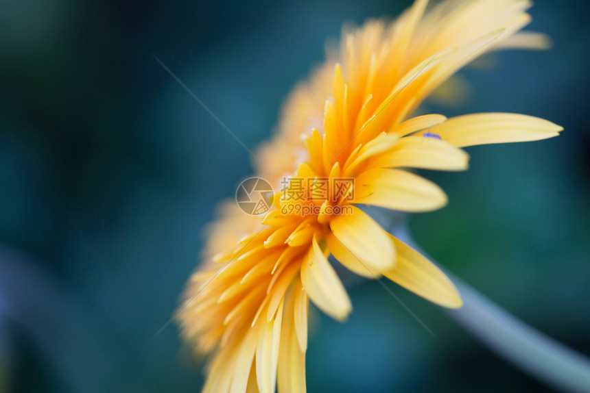 橙色花椰菊图片