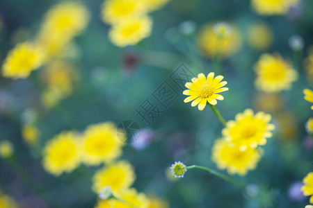 紧闭的黄色花朵图片